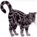 CLÍNICA VETANDOM Clínicas Veterinárias em Lisboa PT
