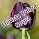 FLORISTA TÚLIPA NEGRA Floristas em Lisboa PT